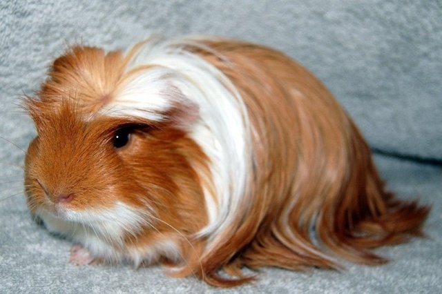 cornet guinea pig