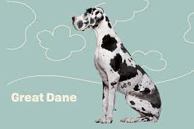 great dane dog breed 9