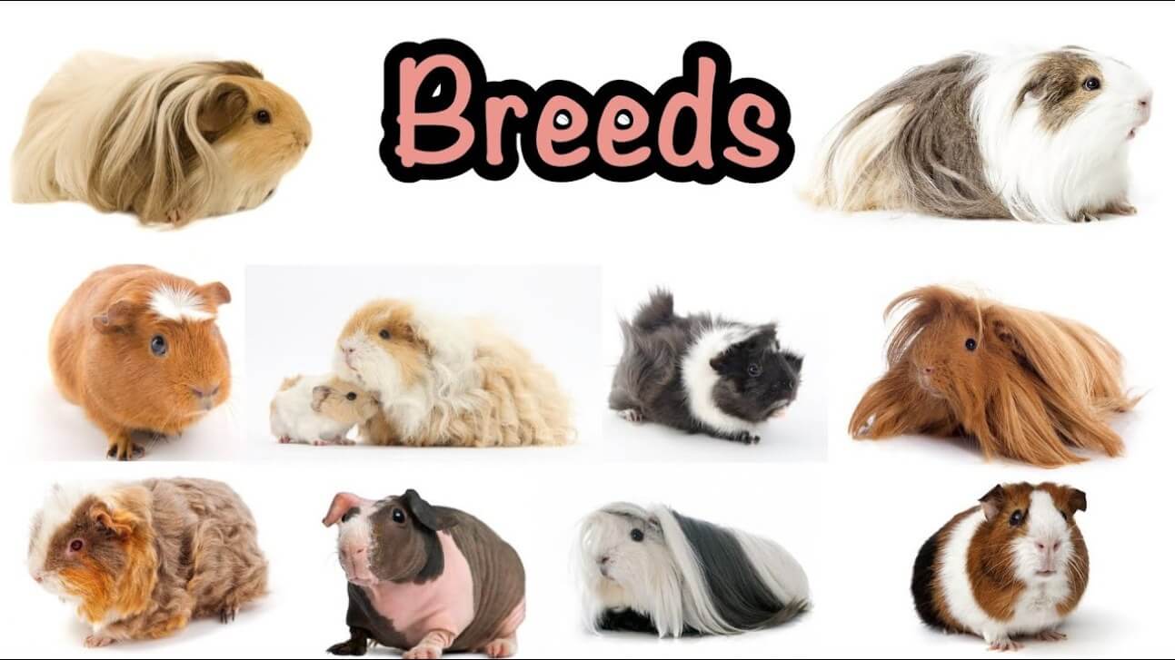 Breeds Of Guinea Pigs At Victor Fox Blog Breeds Of Guinea Pigs At Victor Fox Blog