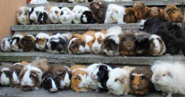 list of guinea pig breeds 3