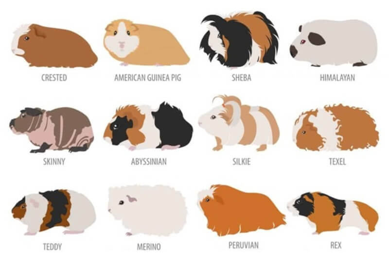 list of guinea pig breeds