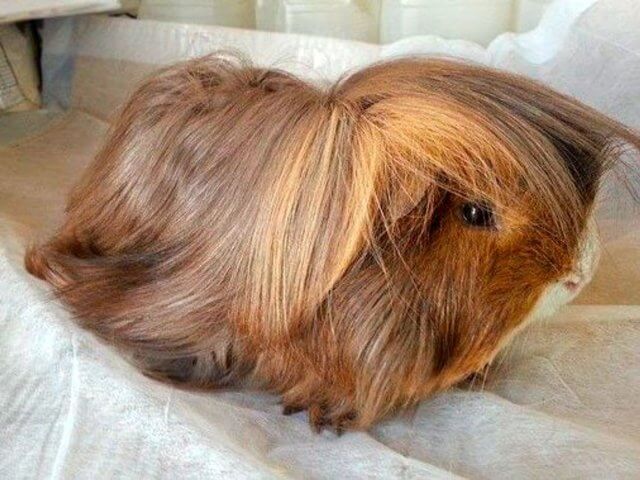 long haired guinea pig 3