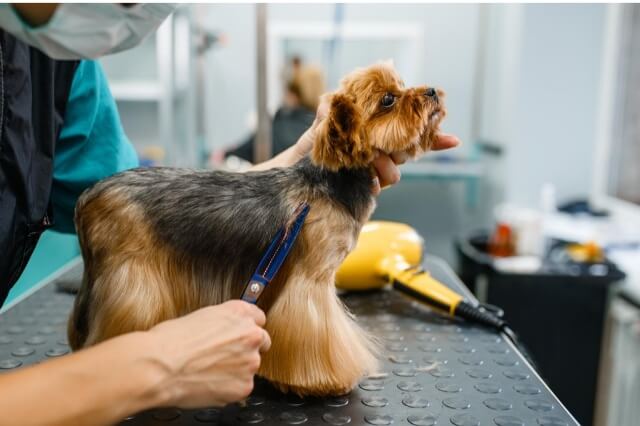 vaccinations for dog grooming