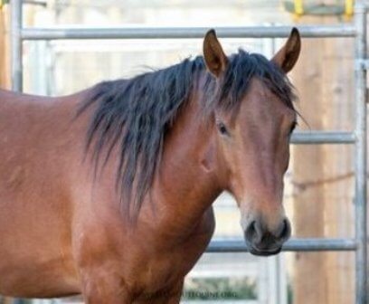 Mustang Horse for Sale 3