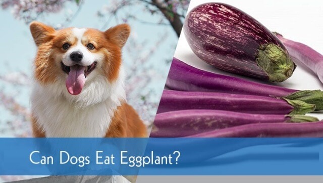 can dogs eat eggplant 3