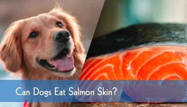 can dogs eat salmon 3