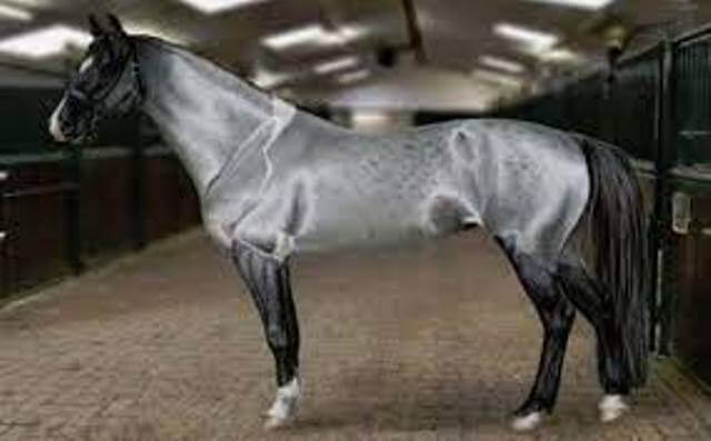 Akhal-Teke Horse Sales 5
