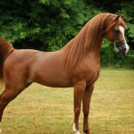 Arabian Horse price 1