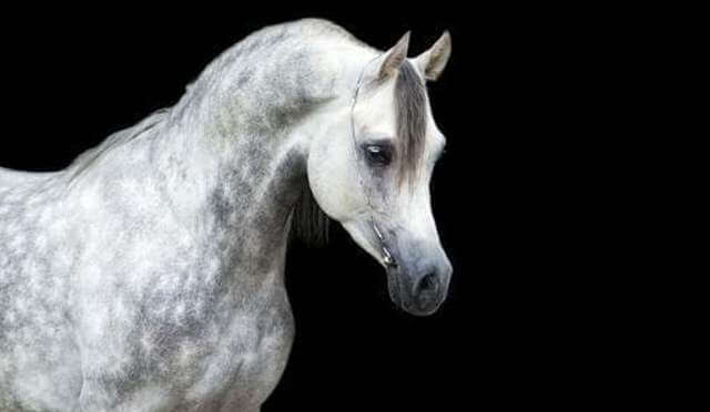 Arabian Horse price 8
