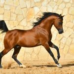 Arabian Horses 2