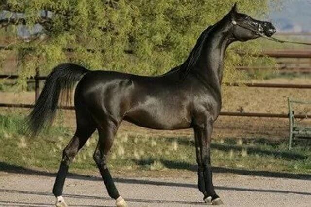 Arabian Horses 4