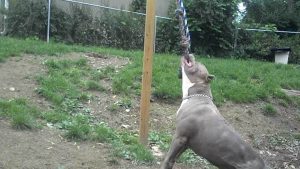 Best Spring Pole Stand for Dogs