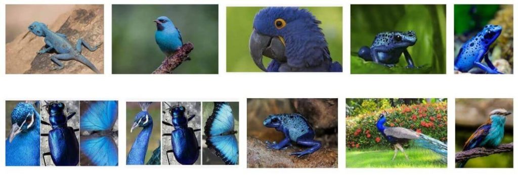 Blue-colored Animals