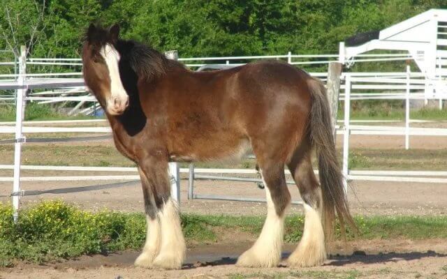 Clydesdale Horse Breed