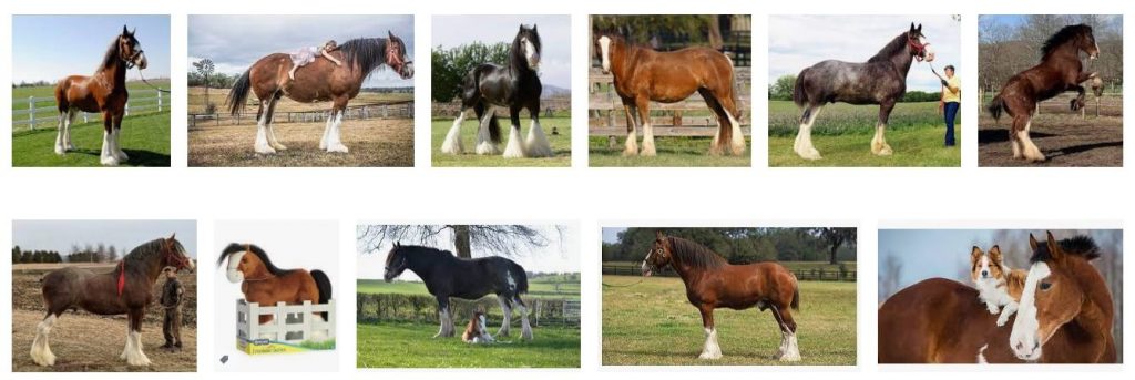 Clydesdale Horse Cost
