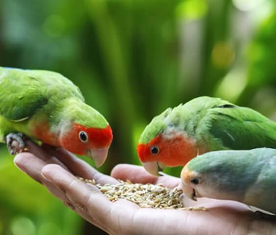 Lovebirds Species