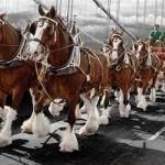 Most Expensive Clydesdale Horse