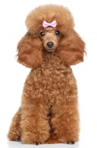 Toy Poodle Teddy Bear