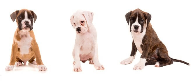 Types of Boxer Dogs 1