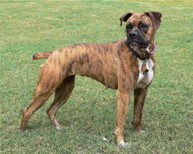Types of Boxer Dogs 6