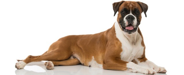 Types of Boxer Dogs 9