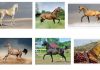 akhal-teke horse breed price