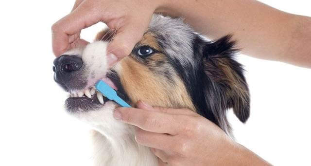 brush my dogs teeth