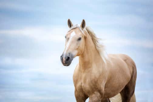 Amino Acid Supplements for Horses 6