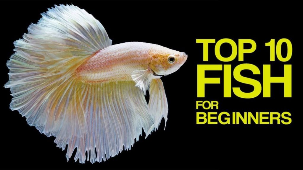 Aquarium Fish for Beginners 1