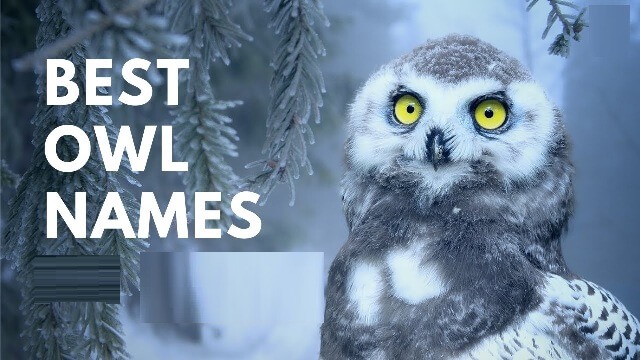 Best Owl Names