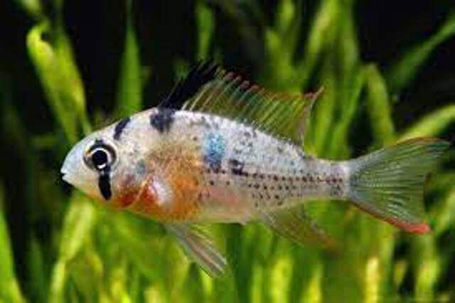 Bolivian Cichlids Fish