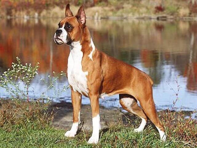 Boxer Muscular Dog muscular dog breed