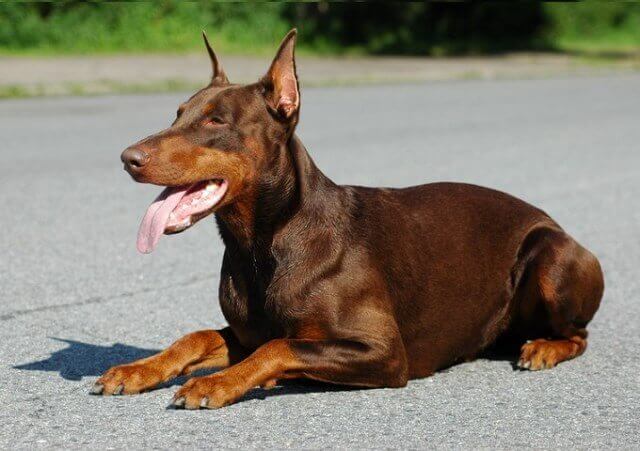 Brown Doberman Pinscher Dog 3