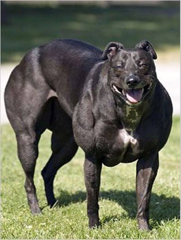 Bully Whippet Dog Breed