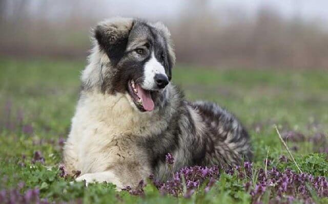 Carpathian Shepherd Muscular Dog