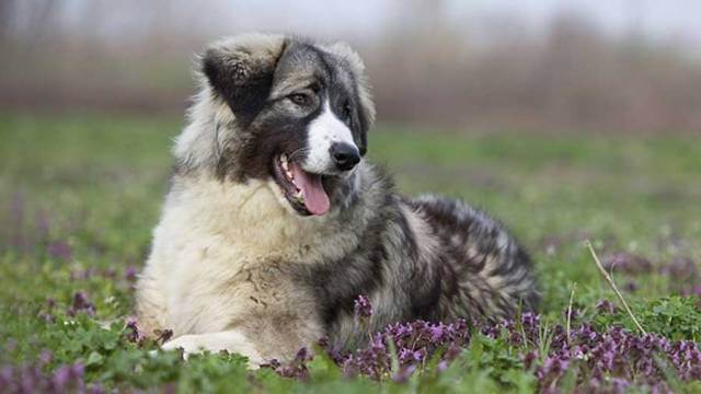 Carpathian Shepherd muscular dog breed