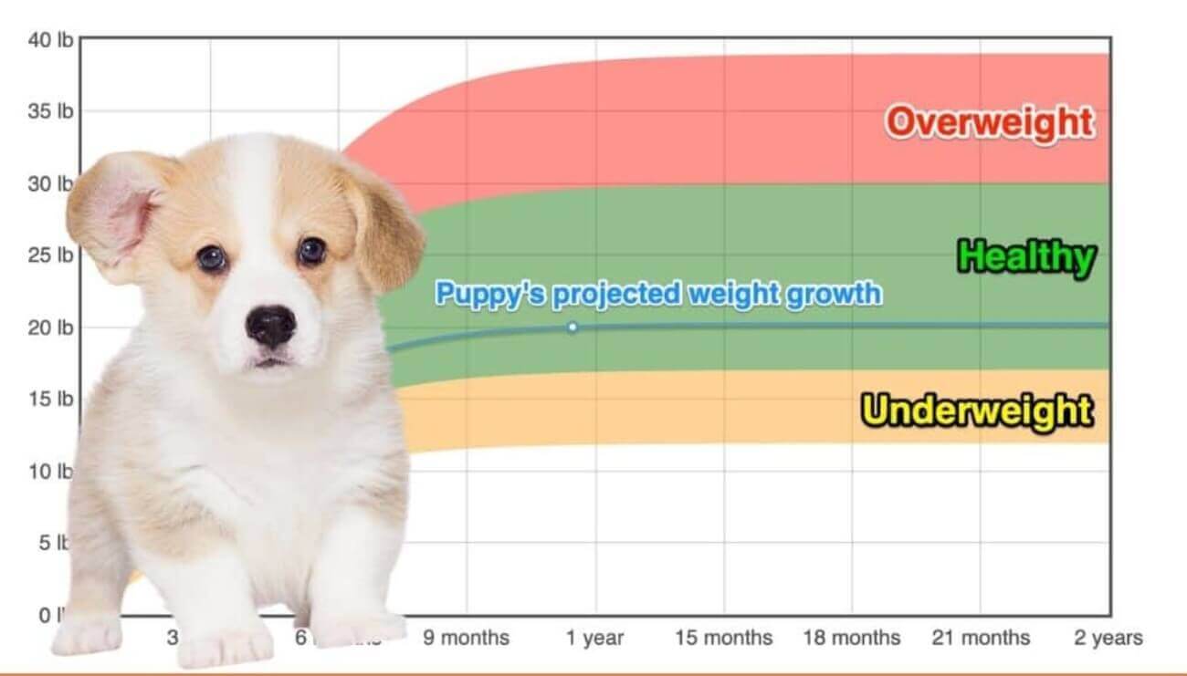 Corgi Growth Chart 6