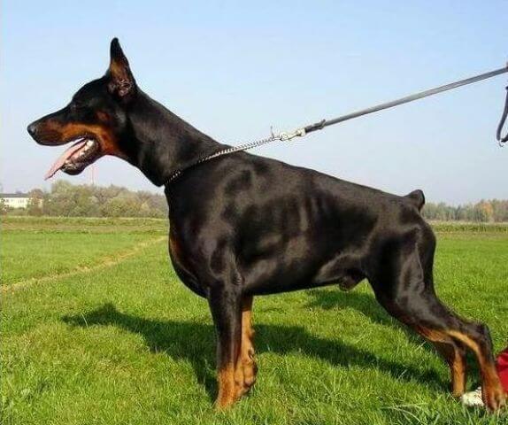Doberman Pinscher Muscular Dog
