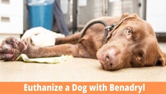 Euthanize a Dog with Benadryl 1