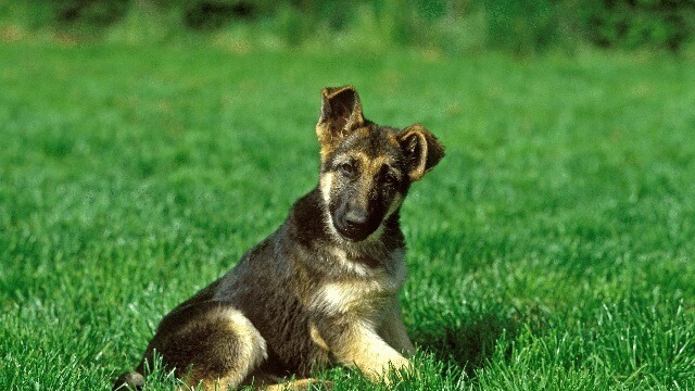 German Shepherd Baby Dog 1