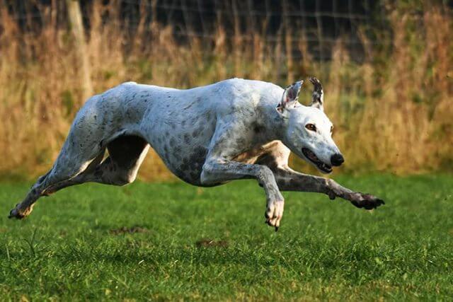 Greyhound Muscular Dog Breeds