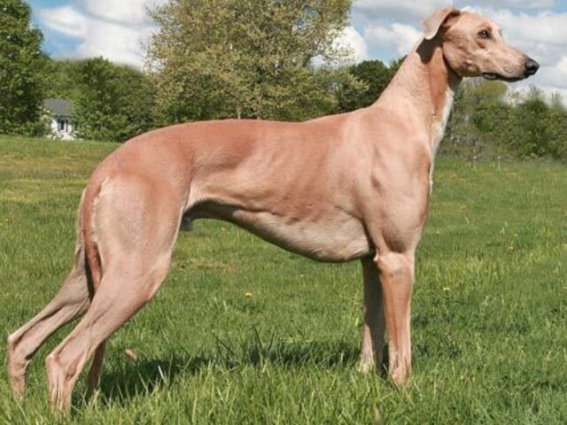 Greyhound Muscle Dog