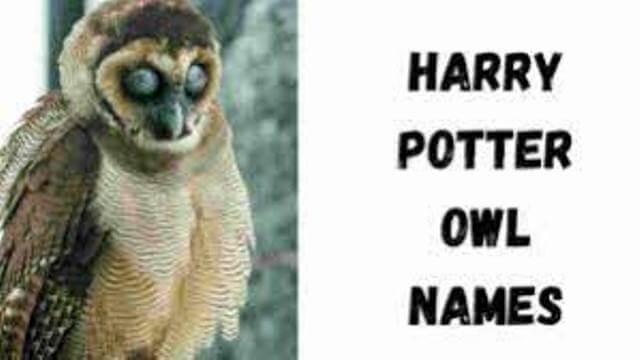 Harry Potter Owl Names