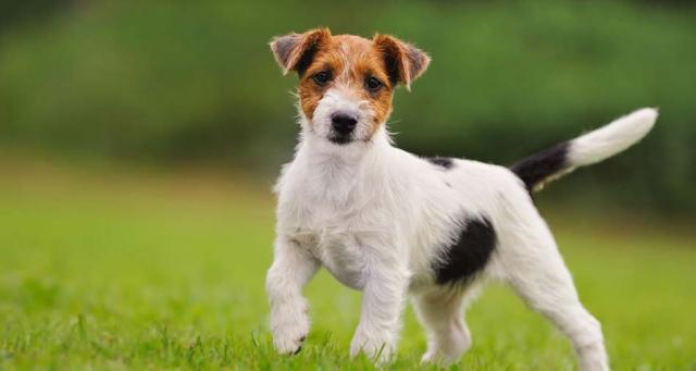 Jack Russel Terrier muscular dog breeds