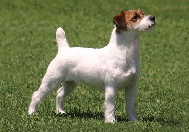 Jack Russell Terrier Muscle Dog