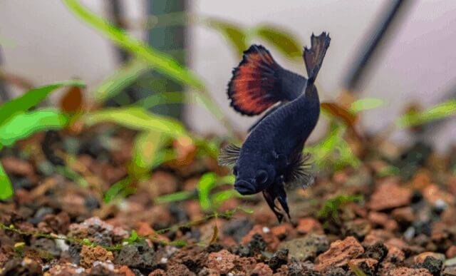 Larger Foods for Betta Fish