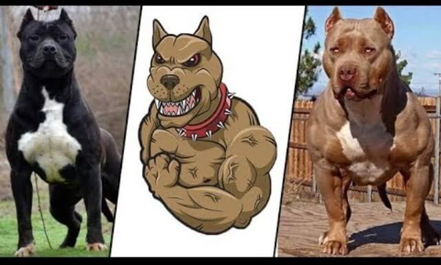 Most Muscular Dogs 1