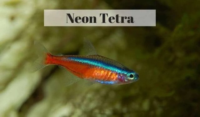 Neon Tetras Fish