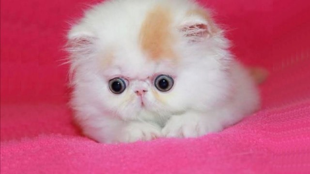 Persian Cutest Cat