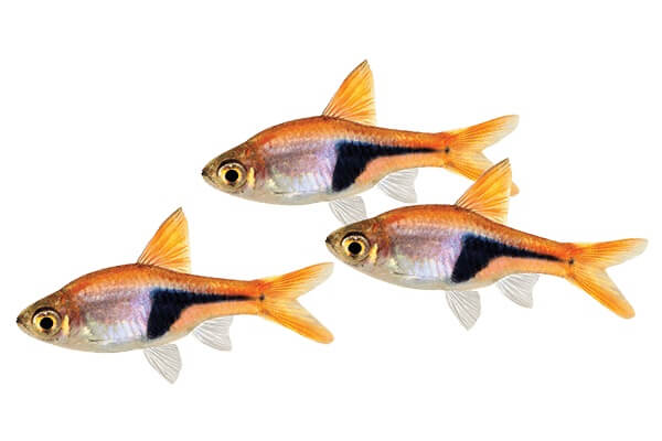 Rasboras Fish